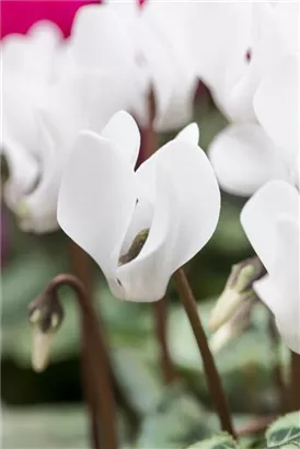 Garten-Frühlings-Alpenveilchen - Cyclamen coum 'Album'