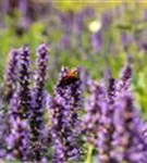 Garten-Duftnessel - Agastache rugosa 'Black Adder'