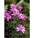 Zwerg-Grasnelke - Armeria juniperifolia