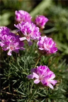 Zwerg-Grasnelke - Armeria juniperifolia