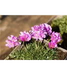 Zwerg-Grasnelke - Armeria juniperifolia