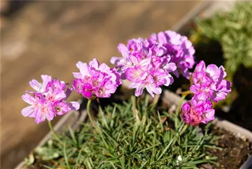 Zwerg-Grasnelke - Armeria juniperifolia