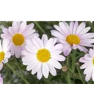 Frühblühende Garten-Winteraster - Chrysanthemum rubellum 'Clara Curtis'