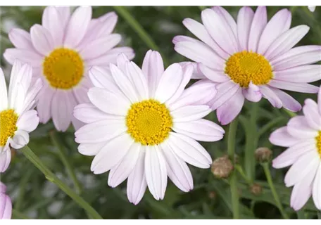 Chrysanthemum rubellum 'Clara Curtis' - Frühblühende Garten-Winteraster