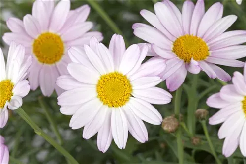 Frühblühende Garten-Winteraster - Chrysanthemum rubellum 'Clara Curtis'