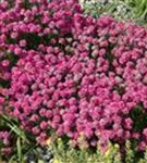 Garten-Grasnelke - Armeria maritima 'Düsseldorfer Stolz'