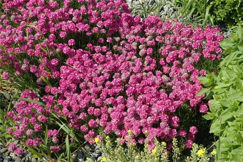 Garten-Grasnelke - Armeria maritima 'Düsseldorfer Stolz'