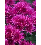 Garten-Winteraster - Chrysanthemum x hort.'Anastasia'