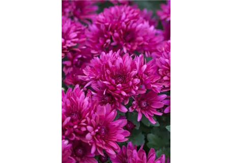 Chrysanthemum x hort.'Anastasia' - Garten-Winteraster