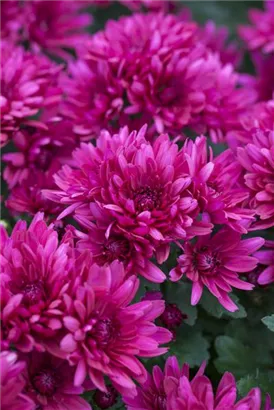 Garten-Winteraster - Chrysanthemum x hort.'Anastasia'