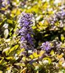 Kriechender Günsel - Ajuga reptans