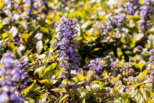 Kriechender Günsel - Ajuga reptans