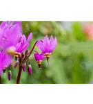 Meads-Götterblume - Dodecatheon meadia