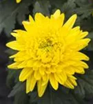 Garten-Winteraster - Chrysanthemum x hort.'Bienchen'