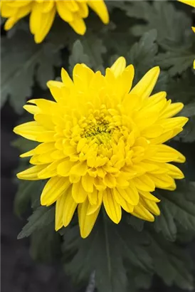 Garten-Winteraster - Chrysanthemum x hort.'Bienchen'