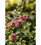 Garten-Sterndolde - Astrantia major 'Lars'