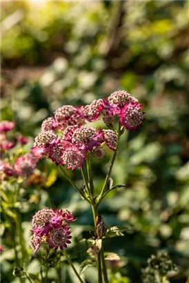 Garten-Sterndolde - Astrantia major 'Lars'