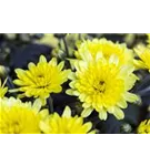 Garten-Winteraster - Chrysanthemum x hort.'Citrus'