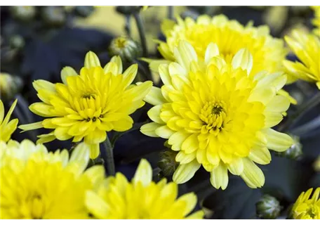 Chrysanthemum x hort.'Citrus' - Garten-Winteraster