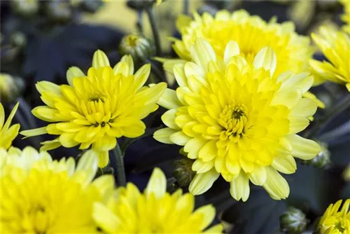 Garten-Winteraster - Chrysanthemum x hort.'Citrus'