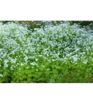 Echter Waldmeister - Galium odoratum (Asperula)