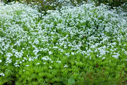 Echter Waldmeister - Galium odoratum (Asperula)