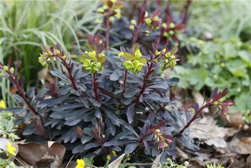 Mandelblättrige Garten-Wolfsmilch - Euphorbia amygdaloides 'Purpurea'