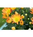 Garten-Winteraster - Chrysanthemum x hort.'Kl.Bernstein'