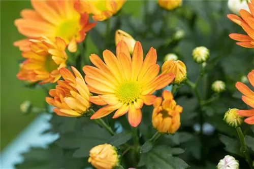 Garten-Winteraster - Chrysanthemum x hort.'Kl.Bernstein'