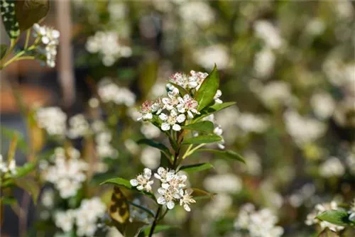 Kahle Apfelbeere - Aronia melanocarpa