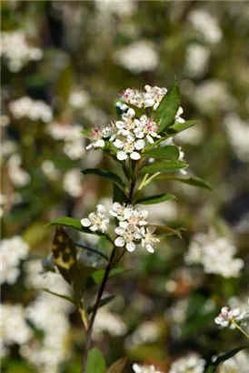 Kahle Apfelbeere - Aronia melanocarpa