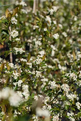 Kahle Apfelbeere - Aronia melanocarpa