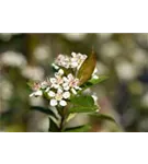 Kahle Apfelbeere - Aronia melanocarpa