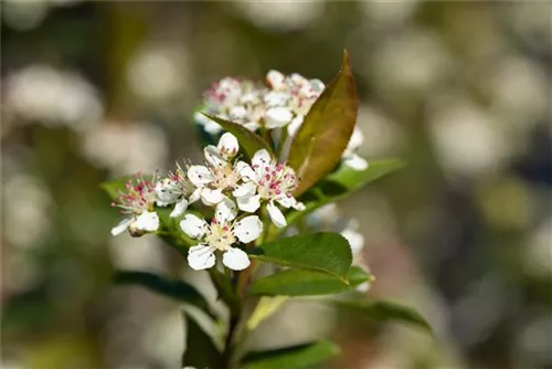 Kahle Apfelbeere - Aronia melanocarpa