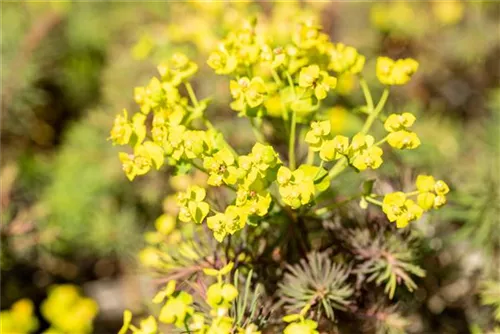 Garten-Zypressen-Wolfsmilch - Euphorbia cyparissias 'Fens Ruby'