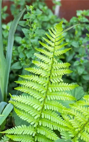 Dryopteris affinis 'Pinderi'