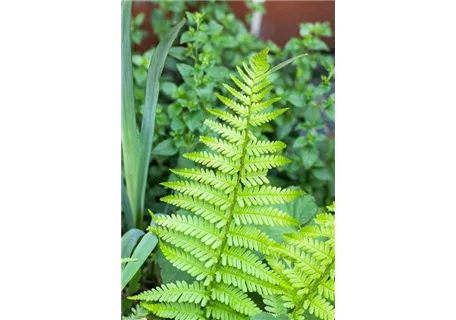 Dryopteris affinis 'Pinderi' - Schmaler Goldschuppenfarn