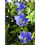 Kurzstängeliger Silikat-Enzian - Gentiana acaulis