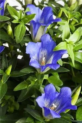 Kurzstängeliger Silikat-Enzian - Gentiana acaulis