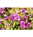 Garten-Blaukissen - Aubrieta deltoides 'Rosenteppich'