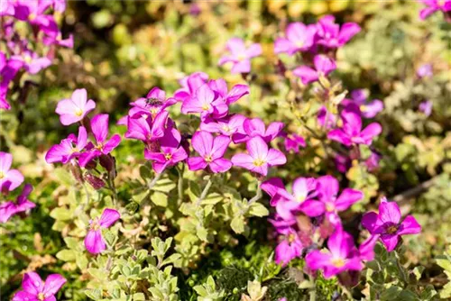 Garten-Blaukissen - Aubrieta deltoides 'Rosenteppich'