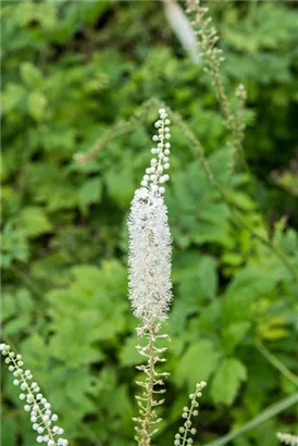 Kandelaber-Silberkerze - Cimicifuga dahurica