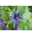 Gewöhnlicher Kreuz-Enzian - Gentiana cruciata ssp.cruciata