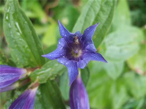 Gewöhnlicher Kreuz-Enzian - Gentiana cruciata ssp.cruciata