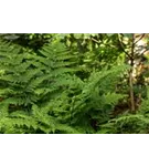 Breitwedel-Dornfarn - Dryopteris dilatata