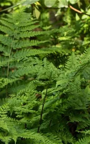 Dryopteris dilatata