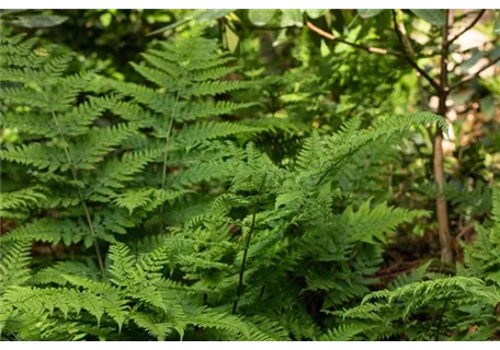 Dryopteris dilatata - Breitwedel-Dornfarn