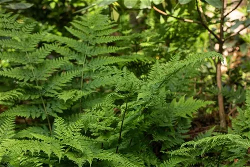 Breitwedel-Dornfarn - Dryopteris dilatata