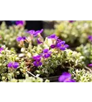 Garten-Blaukissen - Aubrieta deltoides 'Silberrand'