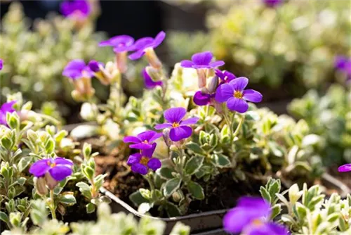 Garten-Blaukissen - Aubrieta deltoides 'Silberrand'